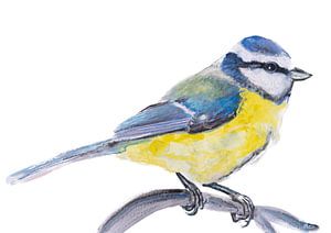 die Blaumeise, Vogelillustration