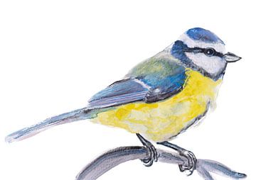 die Blaumeise, Vogelillustration von Angela Peters