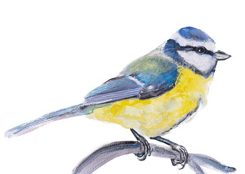 la Mésange bleue, illustration d'un oiseau