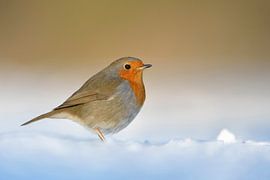 im Schnee... Rotkehlchen *Erithacus rubecula* von wunderbare Erde