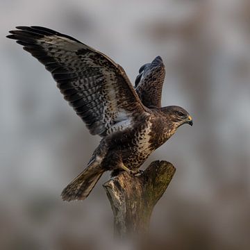 Buzzard - Bird of prey - with wings spread - square by Gianni Argese