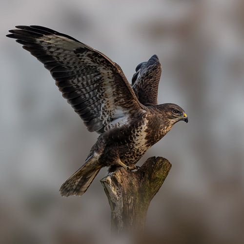 Buizerd - Roofvogel - met gespreide vleugels - vierkant