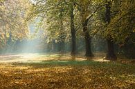 Bomen in de herfst van Michel van Kooten thumbnail