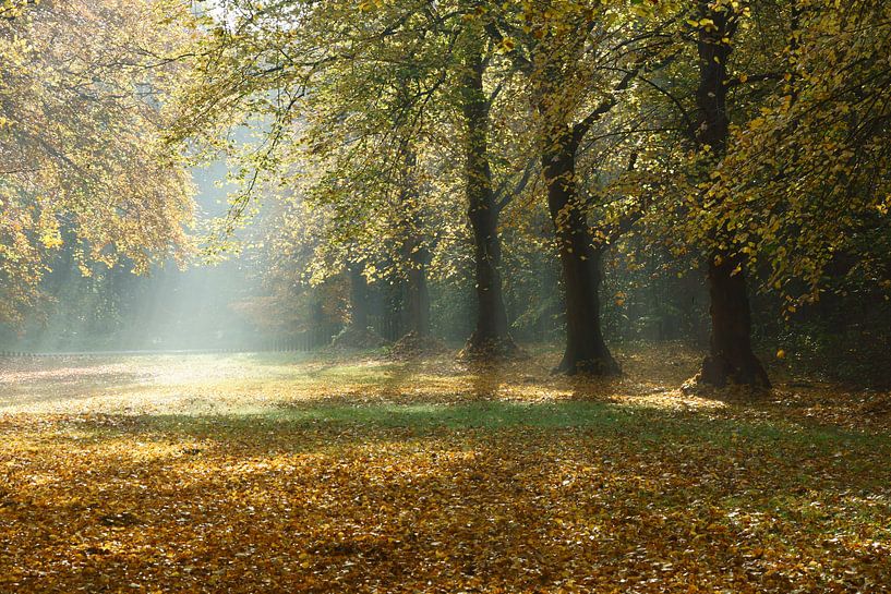 Bomen in de herfst von Michel van Kooten