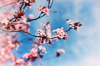 Spring de Lente in