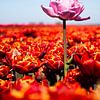 Roze tulp midden in een veld van rode tulpen van Marieke Brouwers