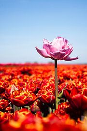 Pink tulip in the middle of a field of red tulips by Marieke Brouwers