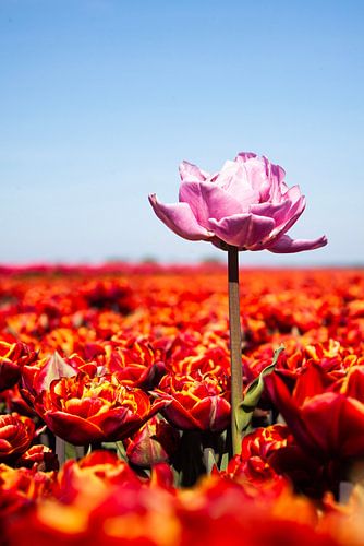 Roze tulp midden in een veld van rode tulpen