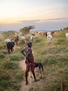 Karamoja koeherder en zijn vee in Oeganda, Afrika van Teun Janssen