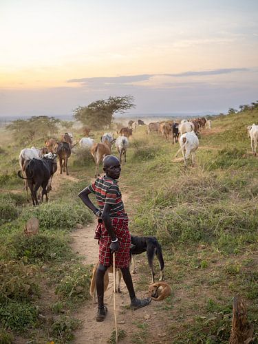 Karamoja cowherd and his cattle in Uganda, Africa by Teun Janssen