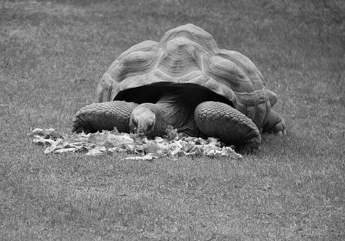 Aldabra Turtle in black and white.