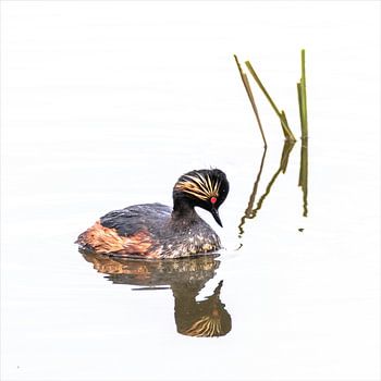 The black-necked grebe