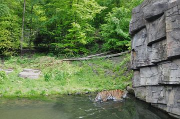 Zoo Wuppertal Tijger van Niels Onderdelinden