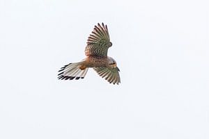 Een torenvalk (Falco tinnunculus) tijdens de vlucht in de lucht van Mario Plechaty Photography