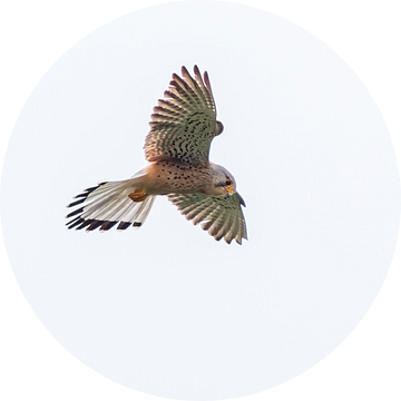 Een torenvalk (Falco tinnunculus) tijdens de vlucht in de lucht