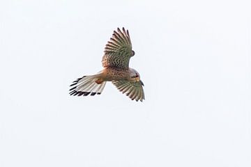 A kestrel falcon (Falco tinnunculus) in flight in the sky by Mario Plechaty Photography