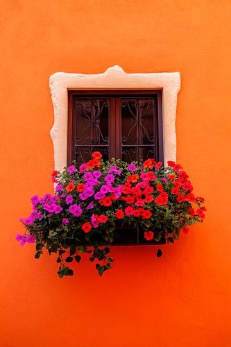 Un rebord de fenêtre fleuri à la lumière du soleil