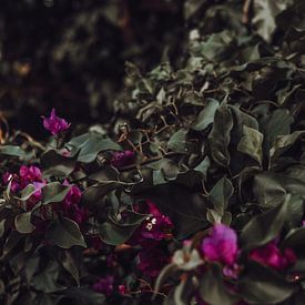 Rosa Blumen | Dunkle Naturfotografie von AIM52 Shop