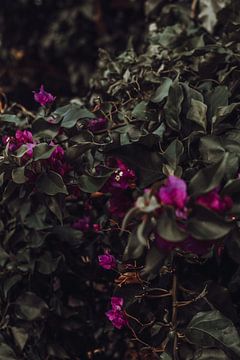 Roze bloemen | Donkere natuur fotografie van AIM52 Shop