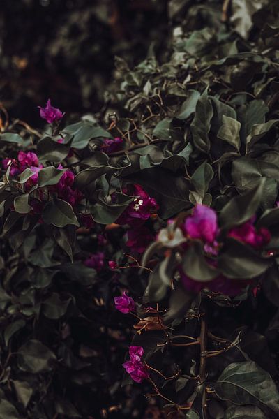 Pink flowers | Dark nature photography by AIM52 Shop