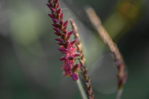 flowering persicaria