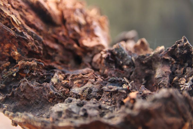 Baum von tys damhuis