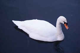 Swan in Winter by Jasmijn Schoester