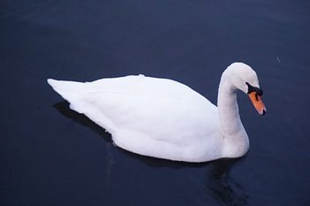 Swan in Winter