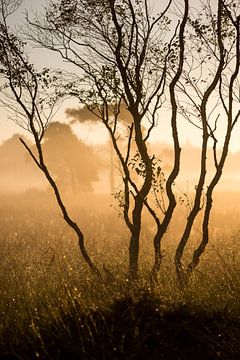 Strabrechtse Heide 257 by Deshamer