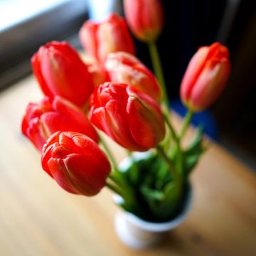 bloeiende rode tulpen voor het raam