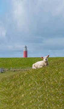 lamb relaxes at the Texel lighthouse by Texel360Fotografie Richard Heerschap