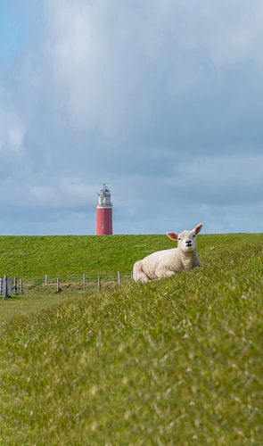 lammetje relaxen bij de vuurtoren Texel