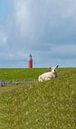 agnelage près du phare de Texel par Texel360Fotografie Richard Heerschap Aperçu