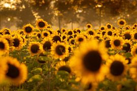 Field of sunflowers in the warm orange evening light by KB Design & Photography (Karen Brouwer)
