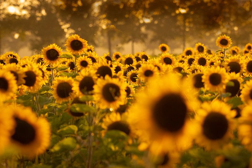 Field of sunflowers in the warm orange evening light by KB Design & Photography (Karen Brouwer)