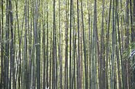 La forêt dense de bambous par whmpictures .com Aperçu