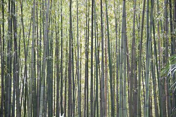 The dense bamboo forest by whmpictures .com