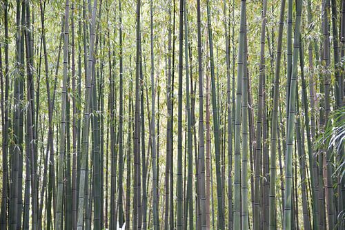 The dense bamboo forest