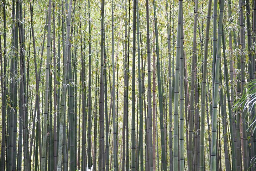 La forêt dense de bambous par whmpictures .com