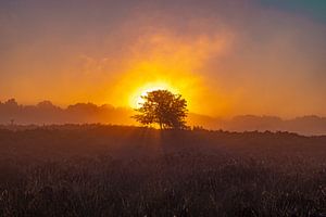 Die Drentse Heide bei Sonnenaufgang