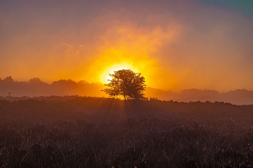 The Drentse heath during sunrise by Gert Hilbink