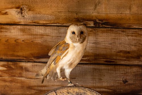 Kerkuil, Tyto alba