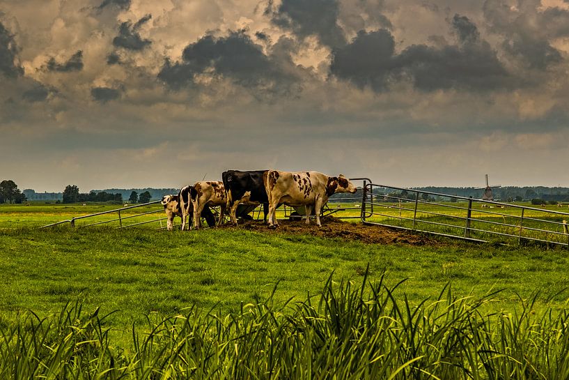 Kühe auf der Wiese von nol ploegmakers