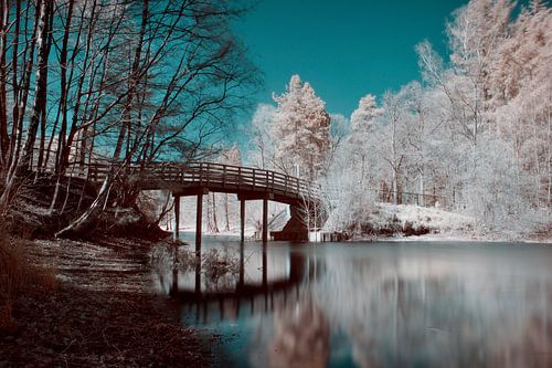 Infrared hiking forest
