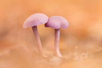 Champignons améthystes sur Gretha Andeweg