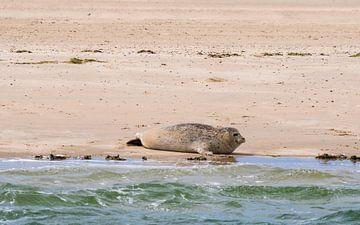 Zeehond op een zandplaat van Merijn Loch