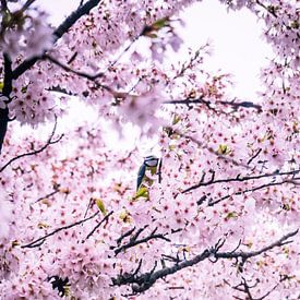 Great tit in the pink blossom by Martijn Tilroe