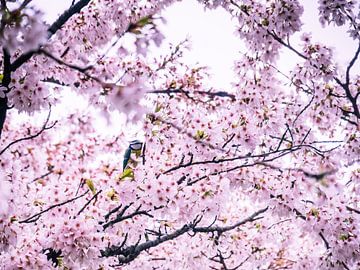 Great tit in the pink blossom