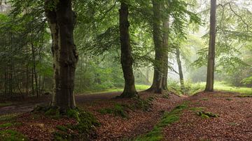 Zomers Bos in de Regen: Een Mystieke Nevel in de Natuur