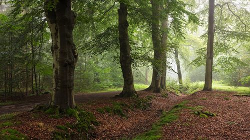 Zomers Bos in de Regen: Een Mystieke Nevel in de Natuur